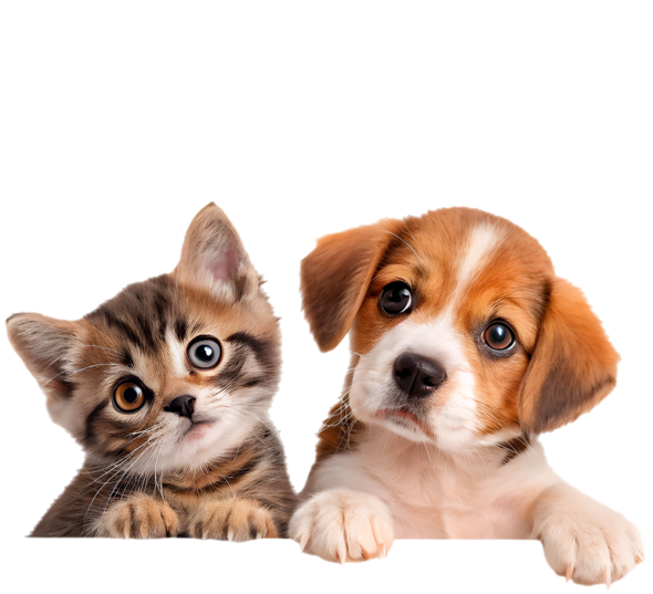 Gatito y cachorro mirando con curiosidad