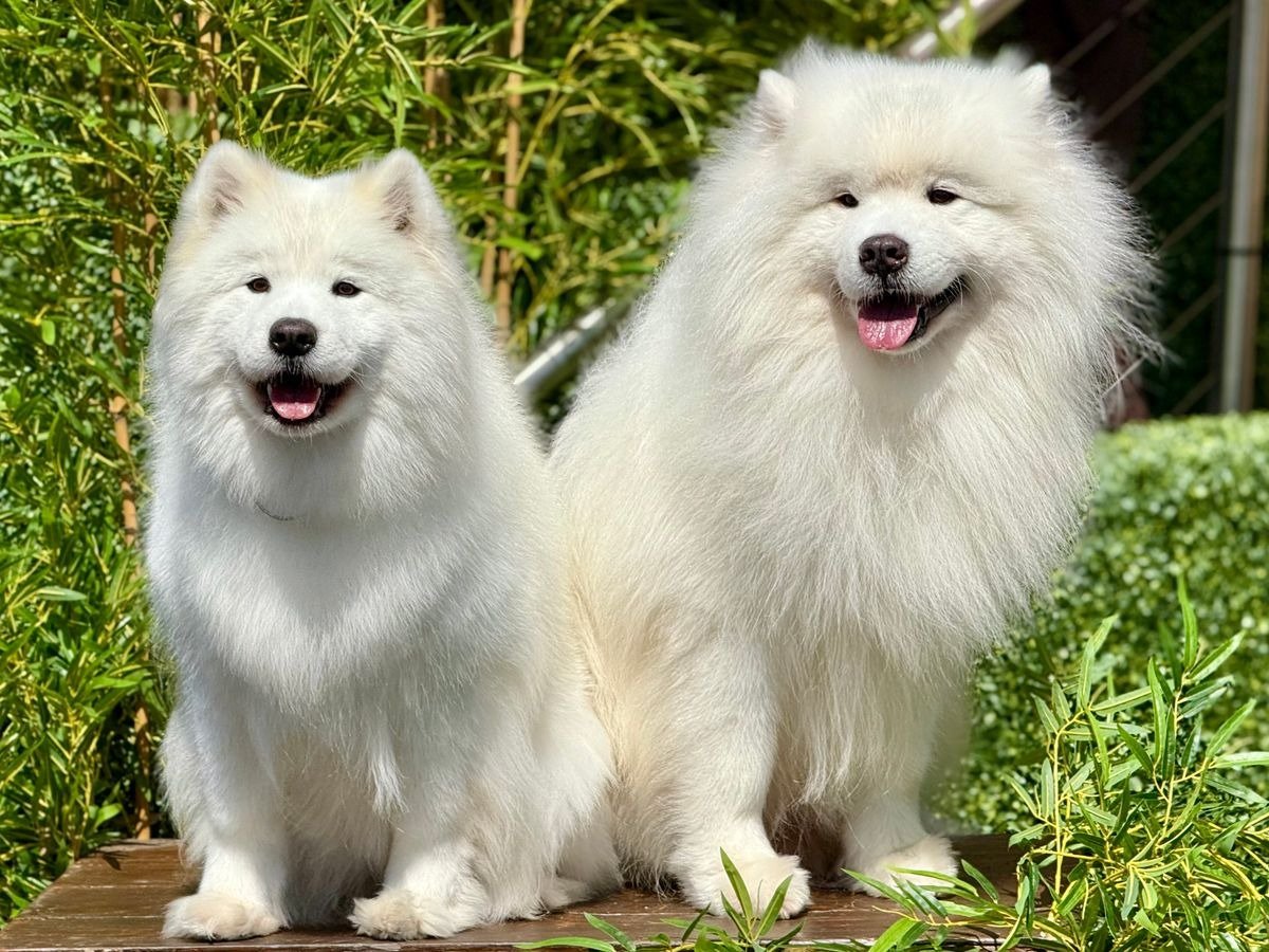 Dos samoyedos felices en un jardín