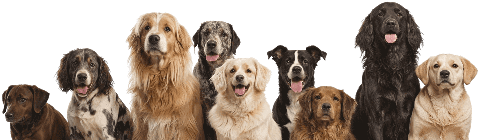Mascotas felices que cuidamos
