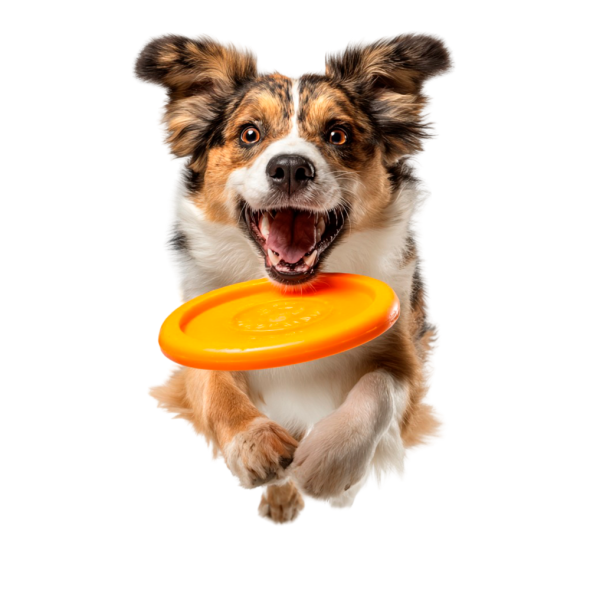 Perro feliz saltando por su juguete
