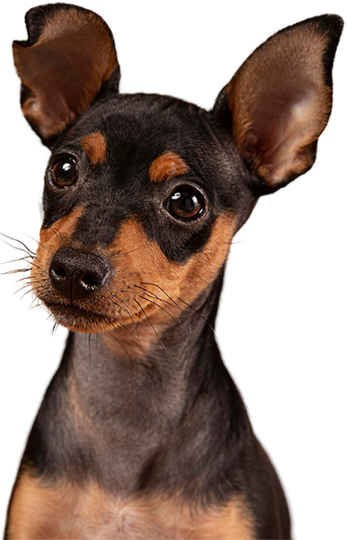 Perro atento esperando tu consulta